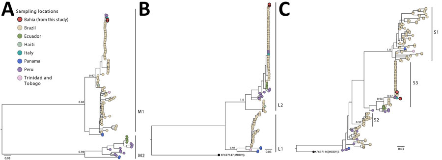 Maximum-likelihood phylogenetic trees of the 3 independent OROV segments from fatal Oropouche virus infections in nonendemic region, Brazil, 2024. A) Medium segment (n = 122); B) large segment (n = 138); C) small segment (n = 264). Tips of prototypical viruses and major clusters are color-coded according to locations of isolation. The trees included annotations indicating the bootstrap probability support for both major lineages and specific clades. Trees were constructed by using IQ-TREE 2 software under the Hasegawa-Kishino-Yano plus gamma 4 substitution model (11). MDDV was included as an outgroup in the large and small segment trees. Scale bars indicate nucleotide substitutions per site. MDDV, Madre de Dios virus; OROV, Oropouche virus.