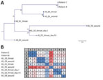 Sequencing data from study of toxigenic Corynebacterium diphtheriae infections in low-risk patients, Switzerland, 2023. Maximum-likelihood single-nucleotide polymorphism (SNP) phylogeny (A) and SNP matrix (B) of C. diphtheriae isolates derived from patient B, patient C, and 5 asylum seekers (AS). Numbers at the tree nodes in panel A denote bootstrap values as percentages from 1,000 replicates; scale bar indicates substitutions per site. Matrix in panel B contains the pairwise number of SNP differences used to generate the tree. We used a 3-color scale, where blue represents lowest values, red highest values, and white intermediate values.