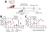 Infection timeline and virus replication titers in a study of influenza A(H5N1) immune response among ferrets with pH1N1 immunity. A) Schematic of experimental timeline for 2 groups of ferrets intranasally infected with H5N1 strain cow/Tx/24. Group 1 (n = 5) was previously infected with pH1N1 98 days before  H5N1 infection and group 2 (n = 5) was immunologically naive. At 3 dpi, 3 animals from each group were humanely euthanized. We monitored the remaining ferrets from groups 1 and 2 until 14 dpi or until the endpoint criteria were reached. Schematic was created in BioRender (https://www.biorender.com). B, C) Viral titers from ferret tissues (B) and nasal secretions (C). B) Tissues were collected from H5N1-infected ferrets without (n = 3) and with (n = 3) pH1N1 immunity at 3 days postinfection. Unpaired t-test analysis was used to determine statistically significant (p<0.05) differences: lungs, p = 0.0124; trachea, p<0.008; soft palate, p = 0.0072; nasal turbinate, p = 0.0061; small intestine, p = 0.0014. C) Nasal wash samples were collected from H5N1-infected ferrets without (n = 5) and with (n = 5) pH1N1 immunity on the indicated dpi: 1–3 dpi, n = 5 from each group; 4 dpi, n = 2 from each group; 5 and 6 dpi, n = 2 for immune group and n = 1 from the naive group; 7 dpi, n = 2 from the immune group . Each circle represents a single ferret. Open circles indicate values above the limit of detection. Horizontal bars indicate means; whiskers indicate SDs of viral titers; dashed line represents the limit of detection. cow/Tx/24, A/dairy cattle/Texas/24-008749-001/2024(H5N1); dpi, days postinfection; NT, nasal turbinate; pH1N1, influenza A(H1N1)pdm09; TCID50, 50% tissue culture infectious dose.