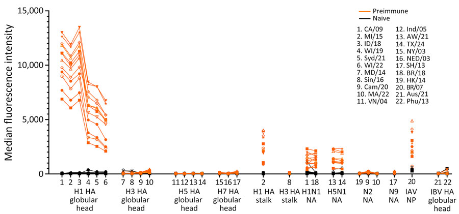 Detection of cross-reactive antibodies in study of the effect of prior influenza A(H1N1)pdm09 virus infection on pathogenesis and transmission of human influenza A(H5N1) clade 2.3.4.4b virus in ferret model. After primary pH1N1 infection, we detected cross-reactive antibodies by using a high-throughput multiplex influenza antibody detection assay. Serum samples from naive and preimmune ferrets were prediluted 200-fold and added to plates containing antigen-coated microspheres, then plates were incubated with protein A–phycoerythrin conjugate. Reported values represent the mean of duplicate assays. Antibody titers were expressed as median fluorescence intensity. Full virus strain names and sources of all antigens are provided (Appendix 1 Table). HA, hemagglutinin; IAV, influenza A virus; IBV, influenza B virus; NA, neuraminidase; NP, nucleoprotein.