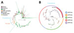 Phylogenetic analysis of Vibrio cholerae strains in study of V. cholerae transmission and effectiveness of single-dose oral cholera vaccine, DRC. Maximum-likelihood phylogenetic trees were prepared to compare V. cholerae seventh pandemic El Tor (7PET) isolates. A) Globally representative phylogeny of 1,428 7PET strains; 5 representative isolates from this study (red) were placed within the larger context of those 7PET strains. Tree was rooted on the A6 strain. Branch colors indicate geographic origin of the strain. B) Phylogeny of the T10/AFR10 lineage of V. cholerae. Colors indicate different V. cholerae lineages. Representative isolates from this study (n = 46; red) were placed within the context of 221 T10/AFR10 lineage strains. Tree was rooted on the reference strain N16961. Scale bars indicate nucleotide substitutions per site. DRC, Democratic Republic of the Congo.