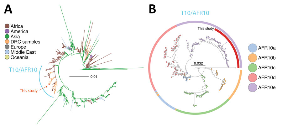 Phylogenetic analysis of Vibrio cholerae strains in study of V. cholerae transmission and effectiveness of single-dose oral cholera vaccine, DRC. Maximum-likelihood phylogenetic trees were prepared to compare V. cholerae seventh pandemic El Tor (7PET) isolates. A) Globally representative phylogeny of 1,428 7PET strains; 5 representative isolates from this study (red) were placed within the larger context of those 7PET strains. Tree was rooted on the A6 strain. Branch colors indicate geographic origin of the strain. B) Phylogeny of the T10/AFR10 lineage of V. cholerae. Colors indicate different V. cholerae lineages. Representative isolates from this study (n = 46; red) were placed within the context of 221 T10/AFR10 lineage strains. Tree was rooted on the reference strain N16961. Scale bars indicate nucleotide substitutions per site. DRC, Democratic Republic of the Congo.