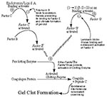 Thumbnail of Cascade of biochemical interactions and reactions leading to gel clot formation in the Limulus amebocyte lysate assay. Endotoxin binding to Factor C via the Lipid A moiety results in its activation and in turn the sequential activation of Factor B, which results in the subsequent activation of the proclotting enzyme. Binding of polymyxin B to endotoxin blocks Limulus reactivity in those samples where endotoxin is the initiating molecule. In contrast, (1<!-- INSERT SHAPE PICT -->3)-ß