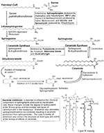 Thumbnail of Sites of impact of endotoxin and mycotoxins on sphingolipid metabolism. In PKD, renal sphingolipid formation is altered. Such compromised sphingolipid pathways would be expected to be vulnerable to these highly potent microbial toxins, especially during chronic exposure within renal cysts.