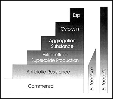 Virulence traits and their association with enterococcal species.