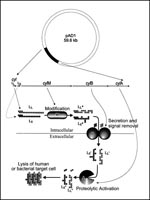 Thumbnail of Cytolysin is expressed and processed through a complex maturation pathway (64). The cytolysin precursors, CylLL and CylLS, are ribosomally synthesized. The putative modification protein, CylM, is required for the expression of CylLL and CylLS in an activatable form, and the secreted forms, CylLL and CylLS were recently shown to possess the amino acid lanthionine as the result of posttranslational modification (64). CylLL and CylLS both are secreted by CylB (65), which is accompanied