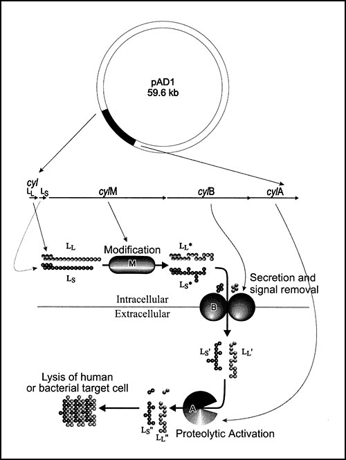 Cytolysin is expressed and processed through a complex maturation pathway (64). The cytolysin precursors, CylLL and CylLS, are ribosomally synthesized. The putative modification protein, CylM, is required for the expression of CylLL and CylLS in an activatable form, and the secreted forms, CylLL and CylLS were recently shown to possess the amino acid lanthionine as the result of posttranslational modification (64). CylLL and CylLS both are secreted by CylB (65), which is accompanied by an initia