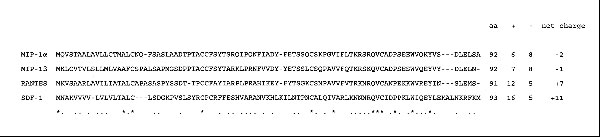 Amino acid alignment of the four chemokines was performed with the PC/Gene program. An overall identity and similarity of 12.4% and 40.2% was calculated, respectively. The initiator methionine contained within each sequence is removed in the processing of the chemokine. The SDF-1 form shown is the ß-form; the α-form lacks the C-terminal amino acids RFKM, thus reducing the net charge to +9. * = a perfectly conserved residue; . = a conservative change.