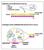 Thumbnail of Topical delivery of pathogen-specific MAbs can protect the mucosal epithelium. (Top) Protective MAbs (in this figure, secretory immunoglobulin A; SIgA) can be topically applied to the mucosa in various ways. (Bottom) In mucus, MAbs are believed to act by a number of mechanisms to prevent penetration of the mucous layer and subsequent infection of target cells (62). MAbs can trap pathogens in the mucous gel by forming low affinity bonds with mucin fibers and can agglutinate pathogens