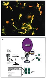 Thumbnail of A. Immunofluorescence micrograph showing Shigella (red) propelling itself through the cytoplasm by polymerizing actin (green) (Philippe Sansonetti, Institut Pasteur, reprinted with permission from Trends in Microbiology, 1996). B. Shigella-mediated cytoskeletal rearrangements. The outer membrane protein, IcsA, is sufficient to drive actin-based motility of Shigella. IcsA directly binds two proteins, vinculin and neural-Wiskott-Aldrich Syndrome protein (N-WASP). Vinculin undergoes pr