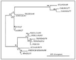 Thumbnail of Phylogenetic tree generated from 309 nucleotides of the 3' noncoding region of the strain of yellow fever (YF) isolated in French Guiana in 1998 (in bold) and of 14 other YF strains by using the DNAPARS program. Numbers indicate bootstrap values for groups to the right. One µl (30 ng) of primer VD8 (5'-GGGTCTCCTCTAACCTCTAG-3') was mixed with RNA resuspended in 10 µl of distilled water; the mixture was heated at 95°C for 2 minutes and placed on ice. cDNA was synthesized in a mixture