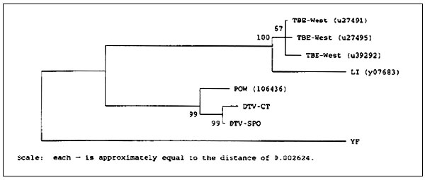 Phylogenetic relationships among tickborne flaviviruses based on a 376-bp fragment of the ns5 gene. Distance analysis omitting third position nucleotides. Branch numbers are bootstrap confidence estimates on the basis of 500 replicates. GenBank accession numbers in parentheses. LI = Louping Ill; TBE-West = Western subtype tickborne encephalitis (Central European encephalitis); POW = Powassan virus; DTV = deer tick virus.