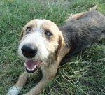 Thumbnail of Dog with keratitis and uveitis that was found to be positive for Onchocerca lupi nematodes by parasitologic examination.