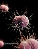 Thumbnail of A 3-dimensional computer-generated image of drug-resistant Neisseria gonorrhoeae diplococcal bacteria. Source: Public Health Image Library.