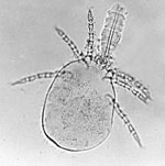 Thumbnail of Photograph of a parasitic mite of domestic animals. Wikimedia Commons, Alan R Walker, 2014.