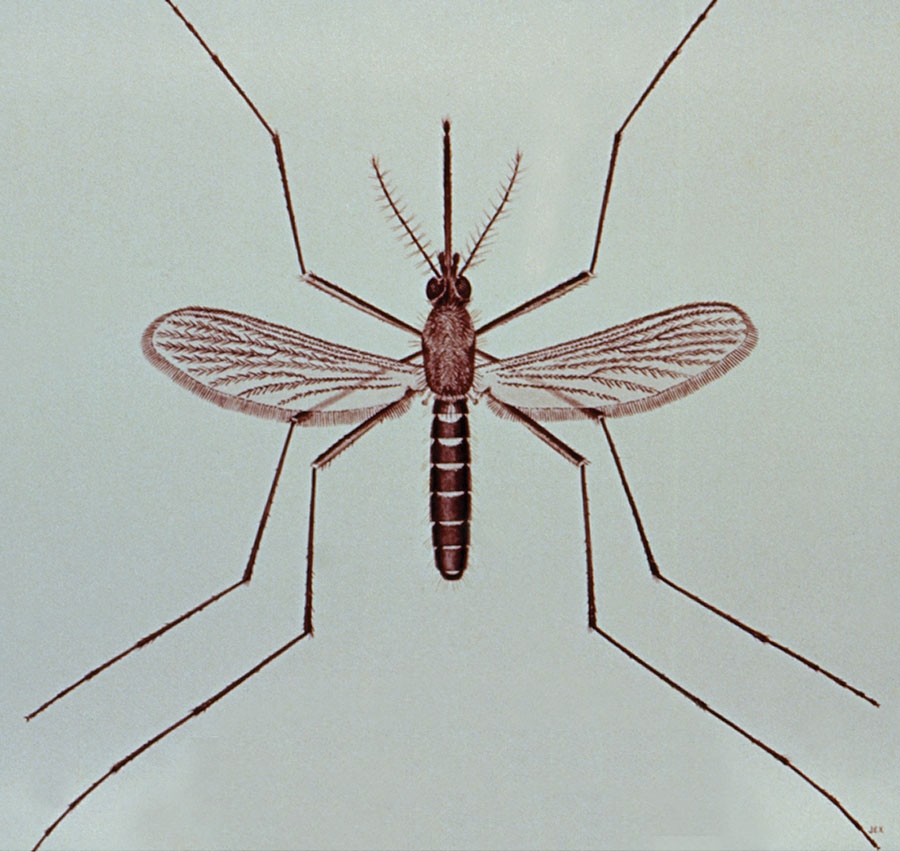 Female Culex quinquefasciatus mosquito. Image credit: CDC Public Health Image Library, 1976.)